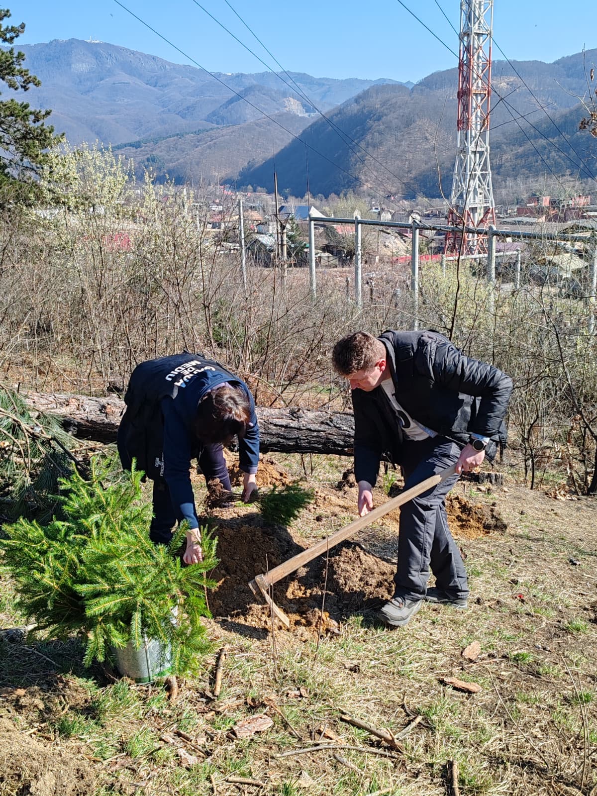 FOTO - Echipa Gărzii Naționale de Mediu Maramureș a plantat puieți de molid într-o zonă afectată de incendiu la Baia Mare