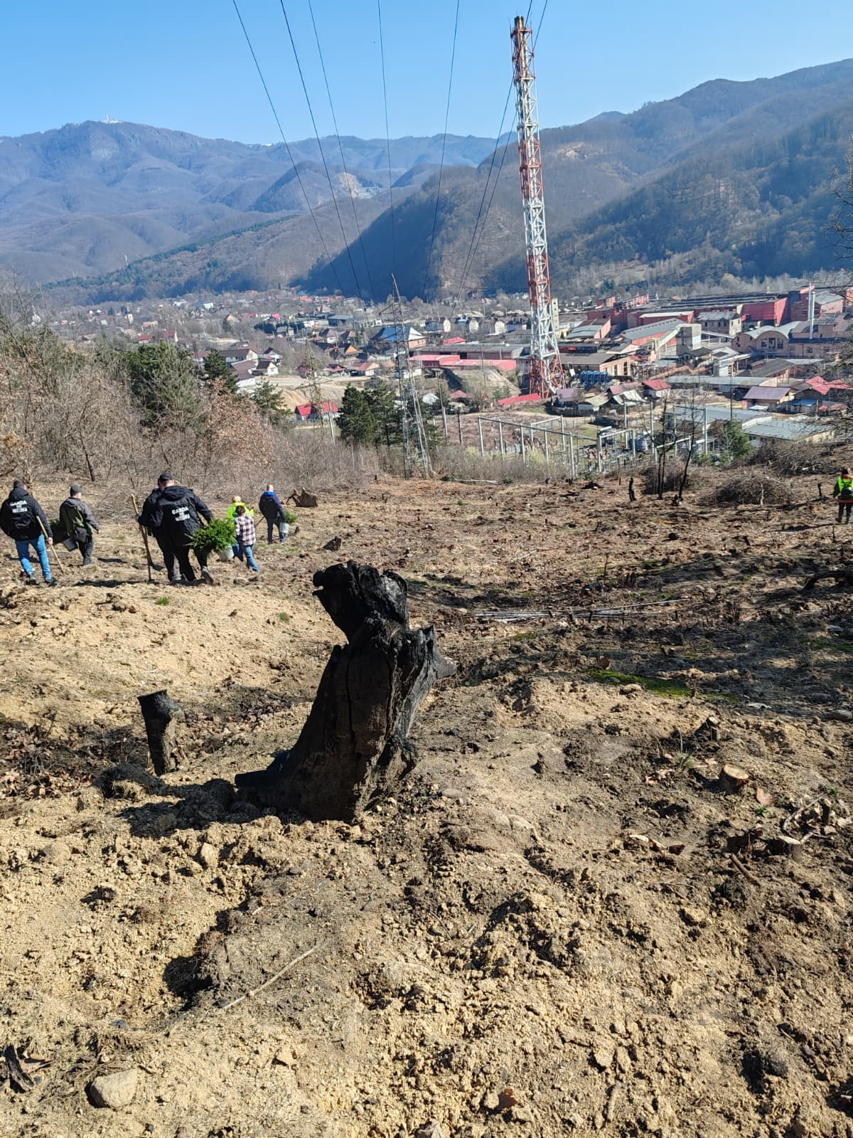 FOTO - Echipa Gărzii Naționale de Mediu Maramureș a plantat puieți de molid într-o zonă afectată de incendiu la Baia Mare
