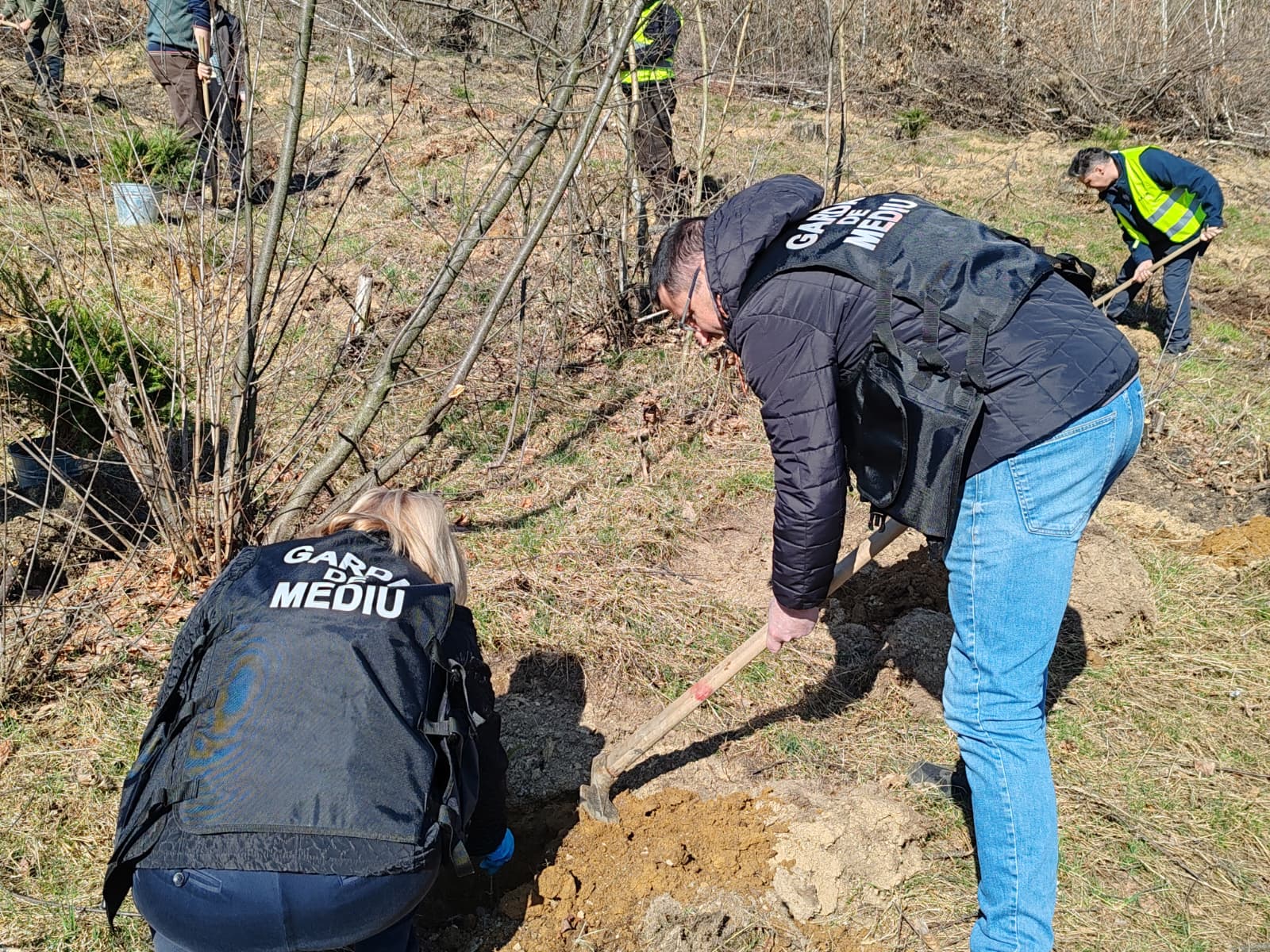 FOTO - Echipa Gărzii Naționale de Mediu Maramureș a plantat puieți de molid într-o zonă afectată de incendiu la Baia Mare