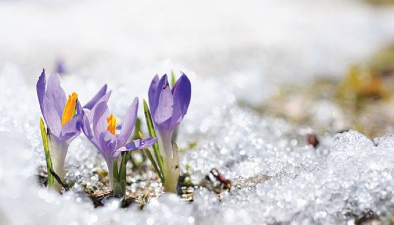 Primăvară timpurie în Maramureș: până la 13°C duminică