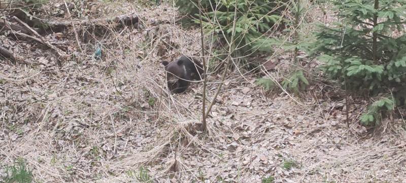 FOTO&VIDEO: Poveste cu final fericit la Cavnic - Un pui de urs rătăcit, readus în siguranță în pădure de jandarmii montani