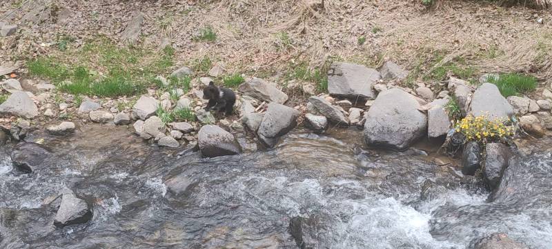 FOTO&VIDEO: Poveste cu final fericit la Cavnic - Un pui de urs rătăcit, readus în siguranță în pădure de jandarmii montani