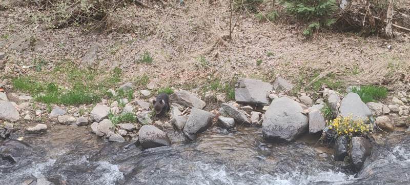 FOTO&VIDEO: Poveste cu final fericit la Cavnic - Un pui de urs rătăcit, readus în siguranță în pădure de jandarmii montani