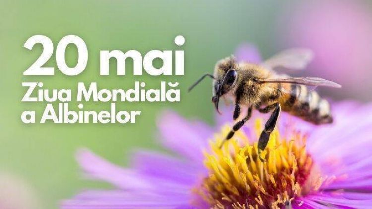20 mai — Ziua Mondială a Albinelor: De ce contează aceste insecte pentru viitorul nostru
