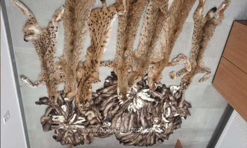 FOTO: Captură la frontieră - Peste 200 de piei de animale, descoperite într-un autocar