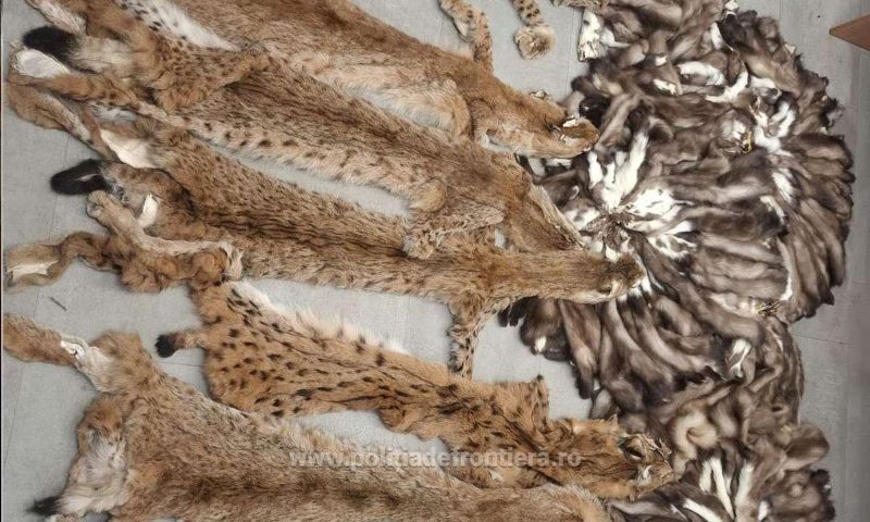 FOTO: Captură la frontieră - Peste 200 de piei de animale, descoperite într-un autocar