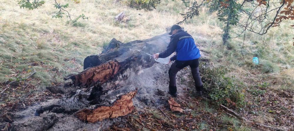 Incendiu vegetație