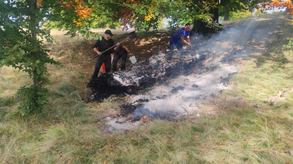 Incendiu vegetație