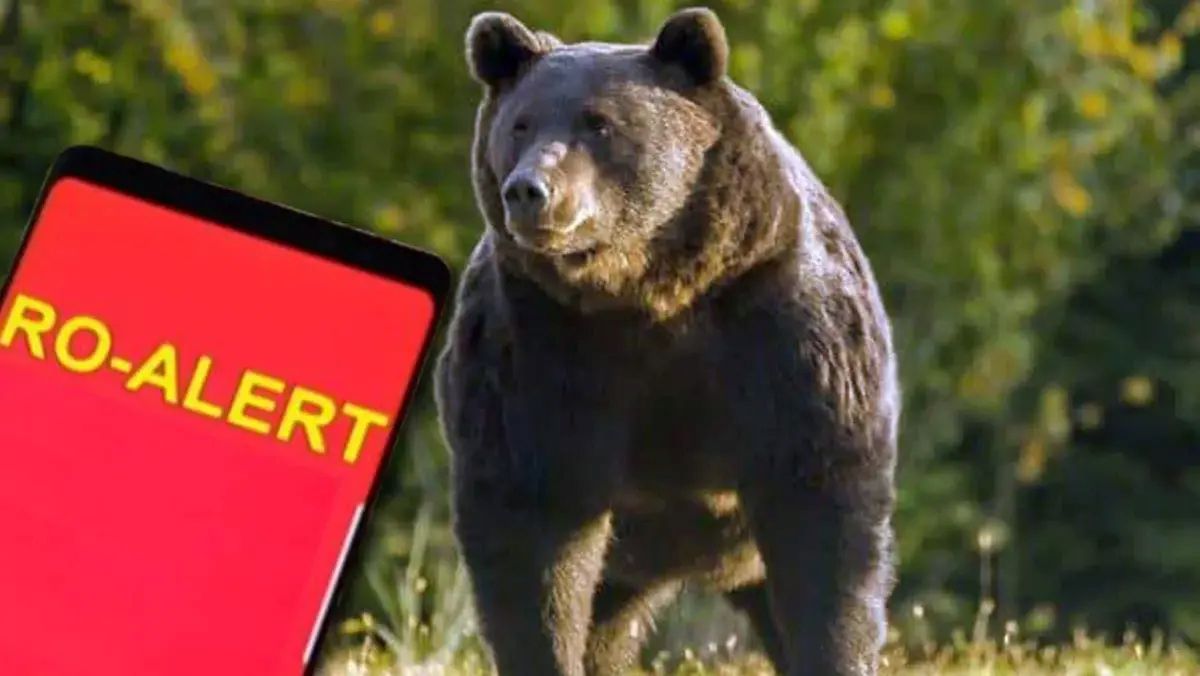 Urs semnalat pe o stradă din Vișeu de Sus. Jandarmii au fost trimiși în zonă, iar populația a primit mesaj RO-ALERT