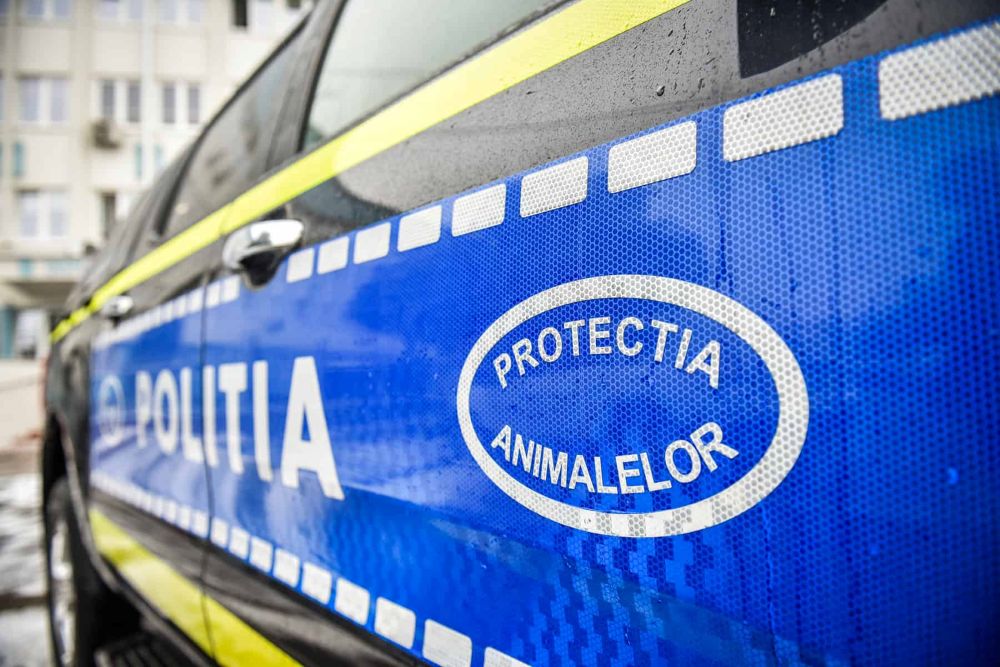 Bovine găsite moarte și cabalin rănit pe un teren din Maramureș. Polițiștii au deschis dosar penal