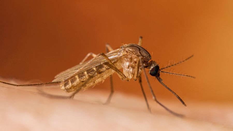 Virusul West Nile a provocat 117 cazuri și 7 decese în România. Un caz a fost înregistrat în Satu Mare